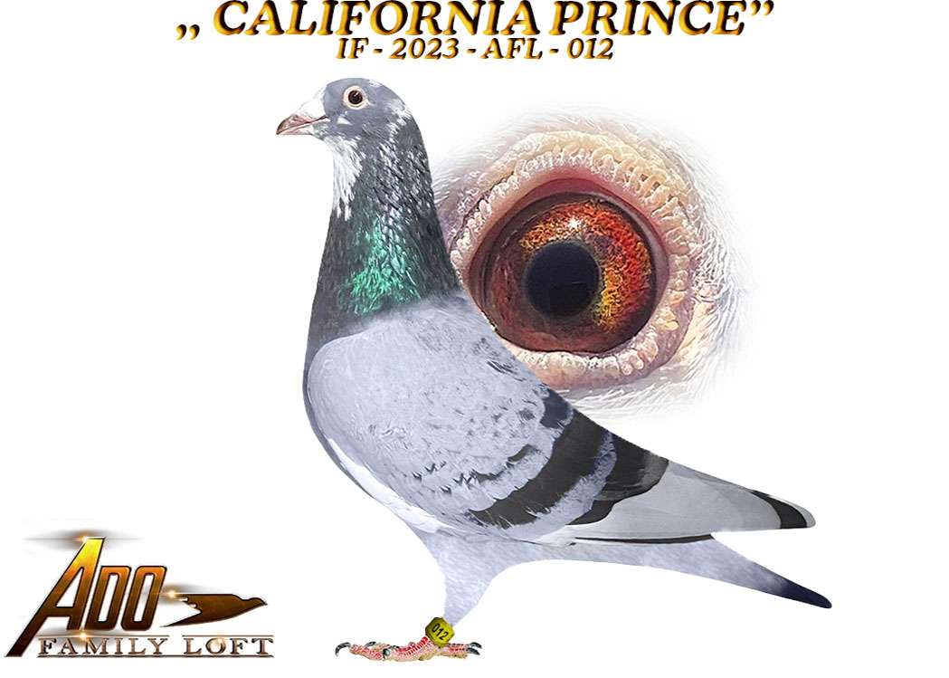 California Prince FINAL